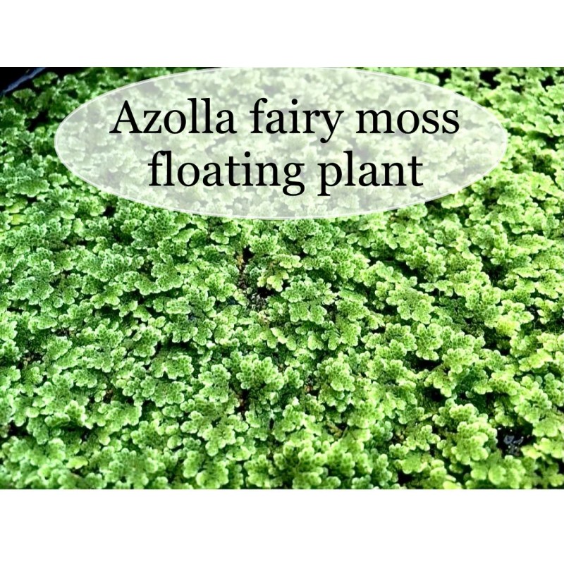 BUY 2 GET 1 FREE Azolla Filiculoides Fairy Moss Live