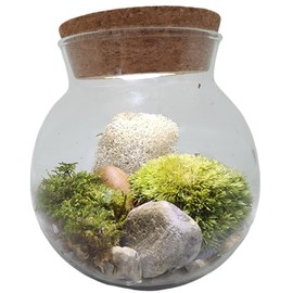 Create Your Serene Moss Sanctuary with The Unique Gardener Moss Bowl Terrarium Kit with LED Light - Perfect for Stress Relief & Air Purification!