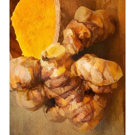 (2) Fresh Tumeric Root Starts to Grow Your Own Healthy Roots, Great For Easing Joints and Muscles