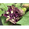 Buy Rare Seeds Datura metel Triple Purple | 20_Seeds