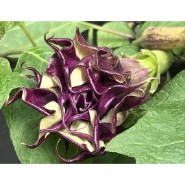 Buy Rare Seeds Datura metel Triple Purple | 20_Seeds