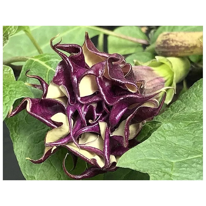 Buy Rare Seeds Datura metel Triple Purple | 20_Seeds