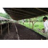 Hatikuri Tea Garden Organic Assam Tea Orthodox