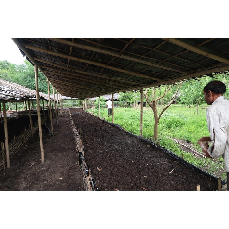Hatikuri Tea Garden Organic Assam Tea Orthodox