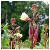 Everwilde Farms - 1 Lb Organic Red Burgundy Okra Seeds