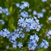 Outsidepride Blue Forget Me Not Seeds - 10000 Pcs Low