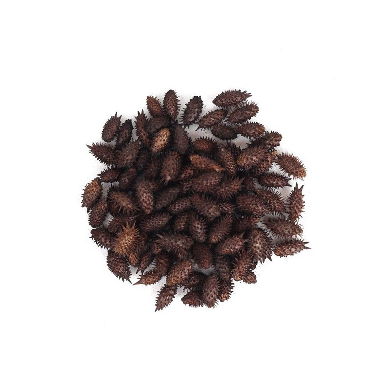 국산 볶은 도꼬마리 200g 태운 도꼬마리 Korean Roasted Gokseong-berry 200g