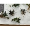 Buce 30 + assorted Rhizomes Unlabeled. Rare Aquarium/Palud