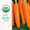 Back to The Roots 100% Organic Seed Packet - Carrot