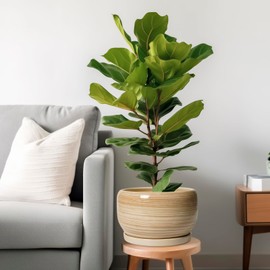 SQOWL Ceramic Plant Pot - 10 Inch Large Planter with Drainage Hole and Saucer, Round Modern Planter for Indoor Plant Outdoor, Decorative Ceramic Flower Pot, Porch Decor, Garden Gift for Women, Yellow