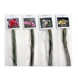 Set of 4 100% Hawaiian Plumeria (Frangipani) Plant Cuttings....From a PEST-FREE certified Hawaiian nursery with the proper U.S. Department of Agriculture stamp.