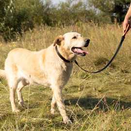 Ferplast Ergofluo C25 Collar 60 Orange