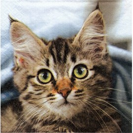 (2) Two Paper Lunch Napkins for Decoupage/Mixe