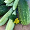 Organic Homemade Pickles Cucumber Seeds - 1 g ~30 Seeds