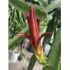 Cactus 30 Organic Dragon Fruit cuttings 8-14 inches long check