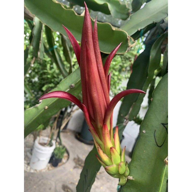 Cactus 30 Organic Dragon Fruit cuttings 8-14 inches long check