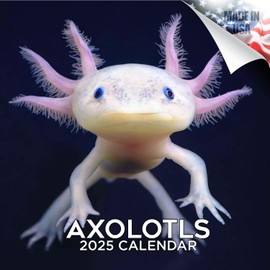2024 2025 Axolotls Calendar - Wildlife Monthly Wall Calendar - 12 x 24 Open - Thick No-Bleed Paper - Giftable - Academic Teacher's Planner Calendar Organizing & Planning
