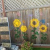 Large Sunflower Flower Stencils for Painting Garden Fence - Sunflower