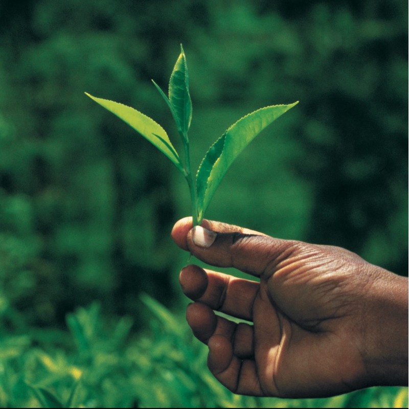 Fleur De Geisha Green Tea (20 Tea Bags)