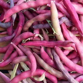 Pink Half 1/2 Runner Bean Heirloom Premium Seed Packet