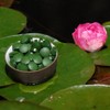 Chlorella Pyrenoidosa Tablets - Premium Quality 250 g of 250