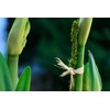 SuperMoss (22051) Moss Stakes Preserved, Fresh Green, 24" (6 pack)