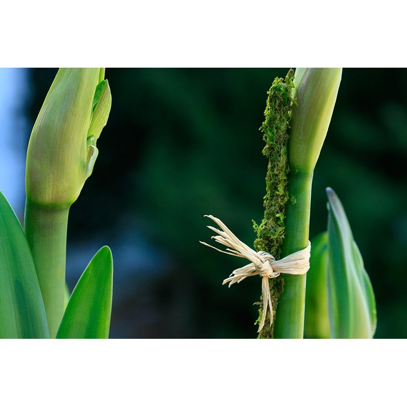 SuperMoss (22051) Moss Stakes Preserved, Fresh Green, 24" (6 pack)