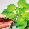 Indoor Cultivation Kit, Large Leaves, Easy Growing with Plastic Bottles,