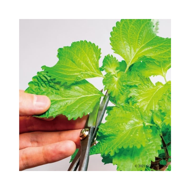 Indoor Cultivation Kit, Large Leaves, Easy Growing with Plastic Bottles,