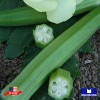 Maxboba Okra Seeds Clemson Spineless 80 Organic Non-GMO Heirloom -
