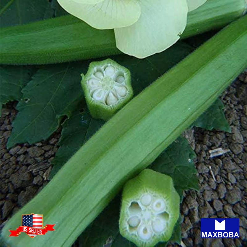Maxboba Okra Seeds Clemson Spineless 80 Organic Non-GMO Heirloom -