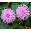 SeedsUP - 40+ Seeds Mimosa Shy Sensitive Plant Fast Growing