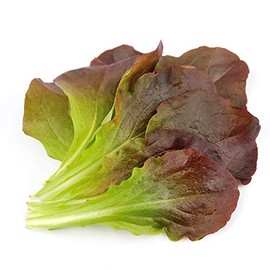 Lettuce Seeds - Romaine/COS - Rouge D'Hiver - 1 g Packet ~900 Seeds - Lactuca Sativa - Farm & Garden Vegetable Seeds - Non-GMO, Heirloom, Open Pollinated, Annual