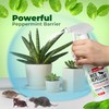 Mighty Mint Peppermint Oil Mouse Repellent Spray – Natural Indoor