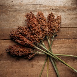 Sumac Sweet Cane Sorghum - 100 Seeds - Rare Heirloom & Open-Pollinated Variety, Great for Making Syrup & Molasses, Non-GMO Seeds for Planting Outdoors in The Home Garden, Thresh Seed Company