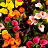 100 Pcs Calla Lily Seeds Beautiful Flowers Planting