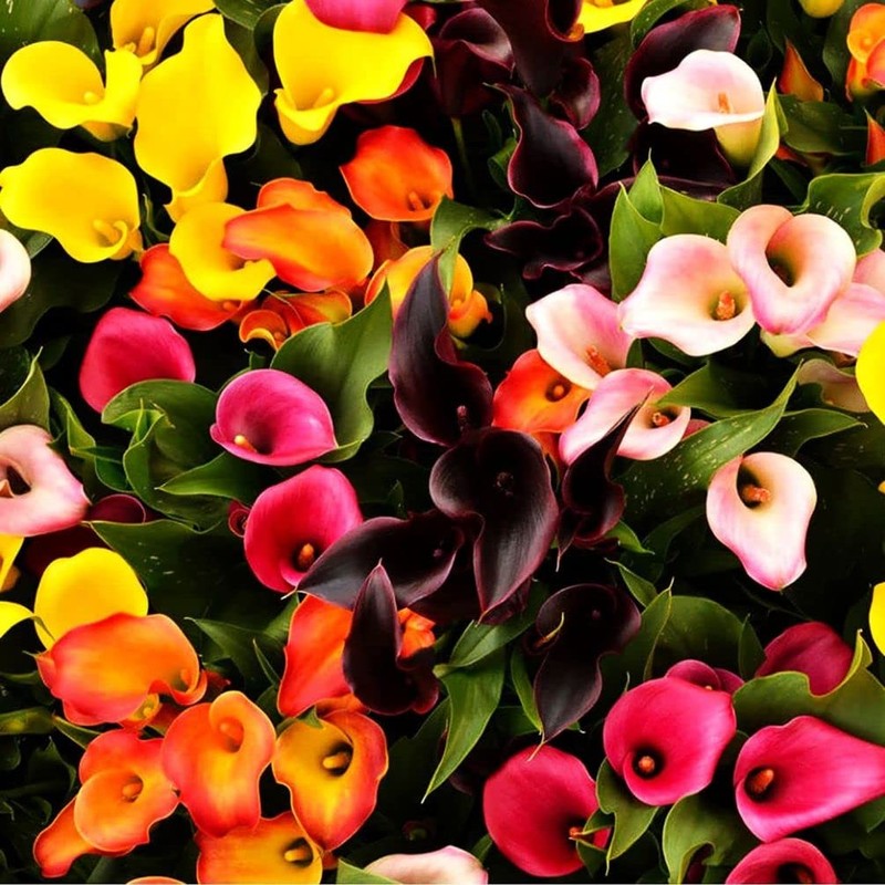 100 Pcs Calla Lily Seeds Beautiful Flowers Planting