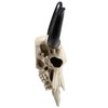Veronese Design 14 Inch Long Horn Animal Skull Resin Wall
