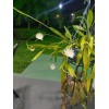 Cactus 11 Cutting 16.00 $ Epiphyllum Orchid Cactus: Night-Blooming Cereus
