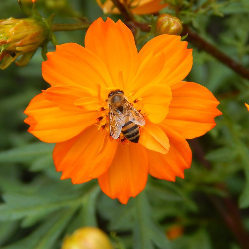 Pon Lee Brazil Green Bee Propolis Liquid Extract No Alcohol