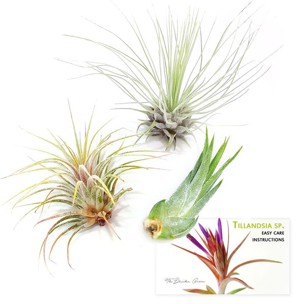 TDG The Drunken Gnome Tillandsia Air Plants Assorted Variety Pack, 3 Small