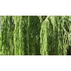 CZ Grain 2 Bright Green Weeping Willow Cuttings Wisconsin Weeping