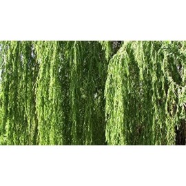 CZ Grain 2 Bright Green Weeping Willow Cuttings Wisconsin Weeping Willow Root