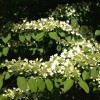Bush Japanese Snowball Shrub - 6-12" Tall - Live Plant