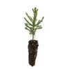 Giant Sequoia | Small Tree Seedling | The Jonsteen Company
