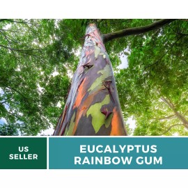 Southern Seeds Eucalyptus, Rainbow Gum Tree seeds (Eucalyptus deglupta)