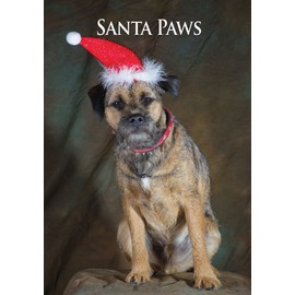 Border Terrier Christmas Cards. Bulk Pack of 8 Dog Xmas Cards with envelopes by Charles Sainsbury-Plaice.