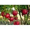 Dragon Garden's (Saipan) Pomegranate Tree Seeds (Punica granatum) "Apple of