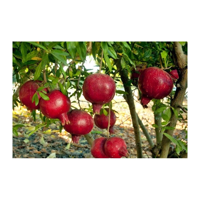 Dragon Garden's (Saipan) Pomegranate Tree Seeds (Punica granatum) "Apple of