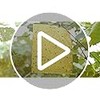 Garsum 21 Sticky Traps for Indoor Plants - Catch Gnat